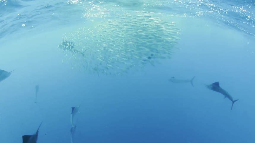Swordfish are feeding on swarm of fish in ocean