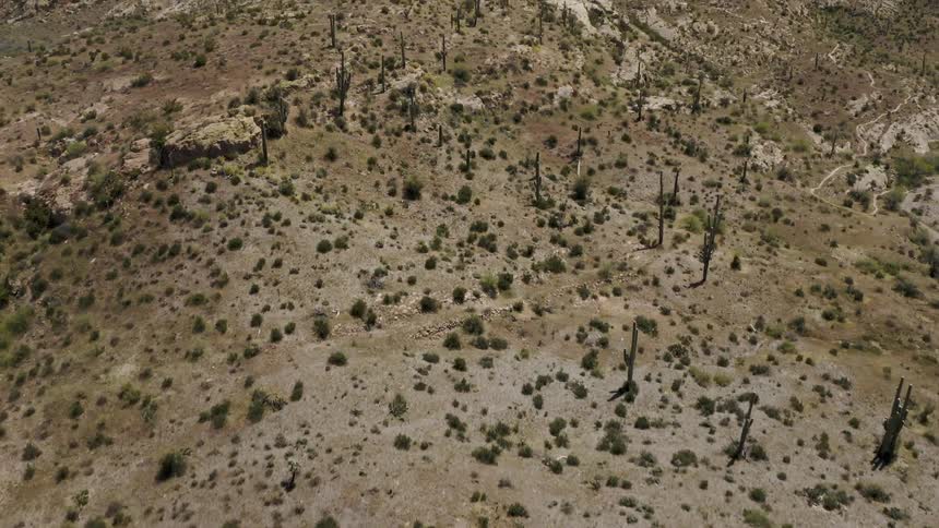 Bushes dot a desert landscape