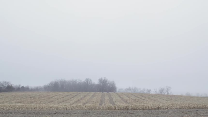 Large field of crops in the country