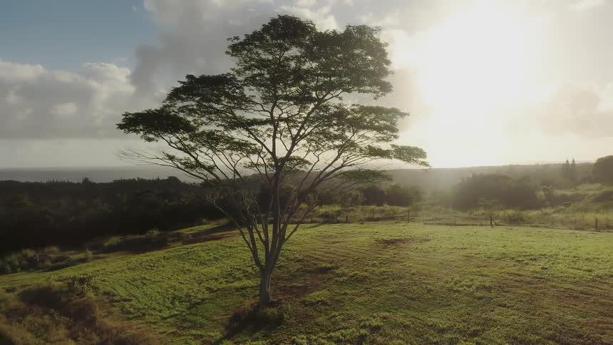 Clouds roll over grassy plains and a tree