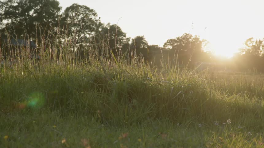 Sunset in a forest clearing