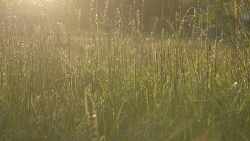 The tall grass has bugs flying around