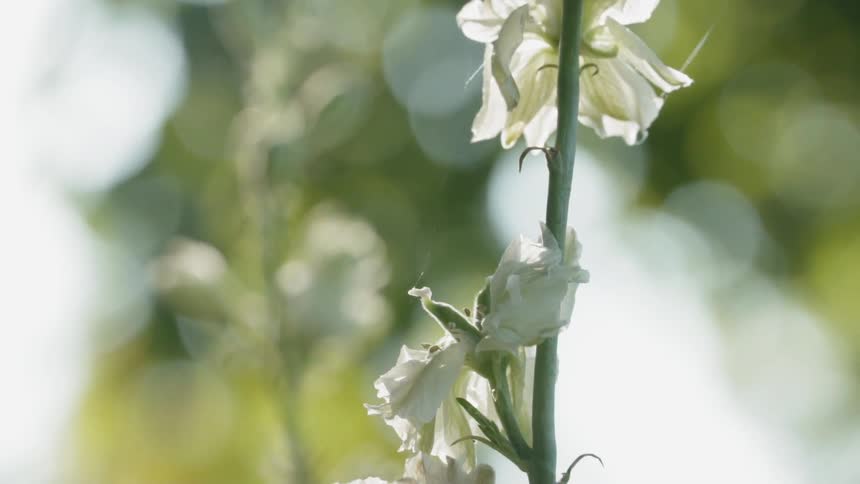 Sunlight shines off a tall stem and white flowers