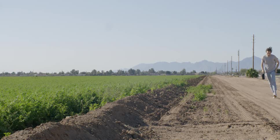 Large field of crops waving in the wind