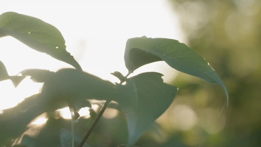 The leaves blow slowly in the wind