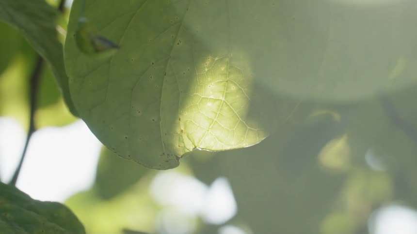 The sunlight shines through tree leaves