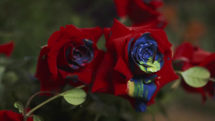 Red roses painted with blue and yellow