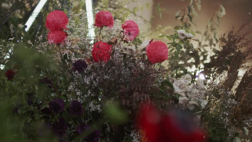 Pink flowers and green foliage in a garden