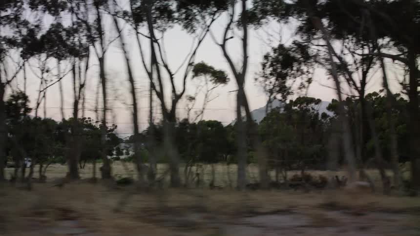 Field and trees at sunset