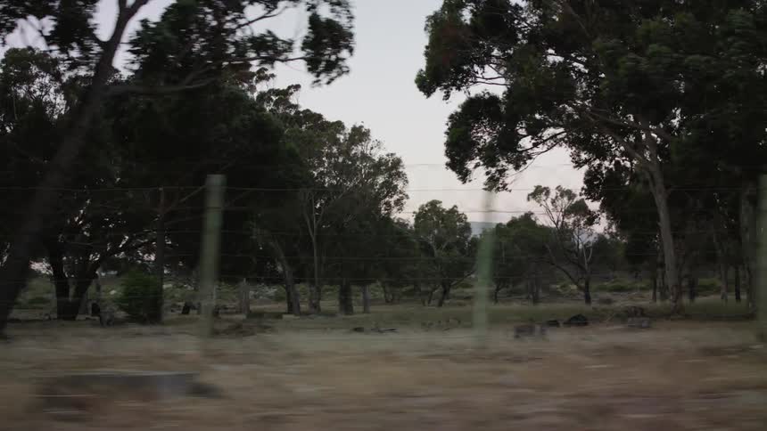 Large field dotted with trees at sunset