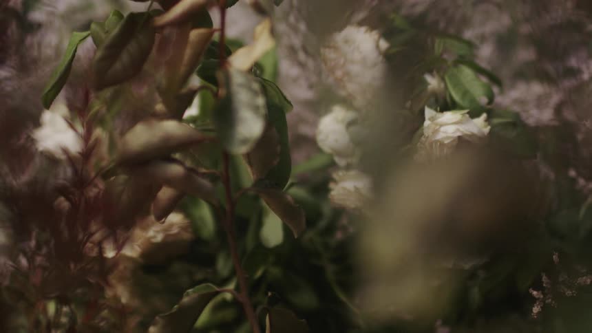 Flowers grow in a garden