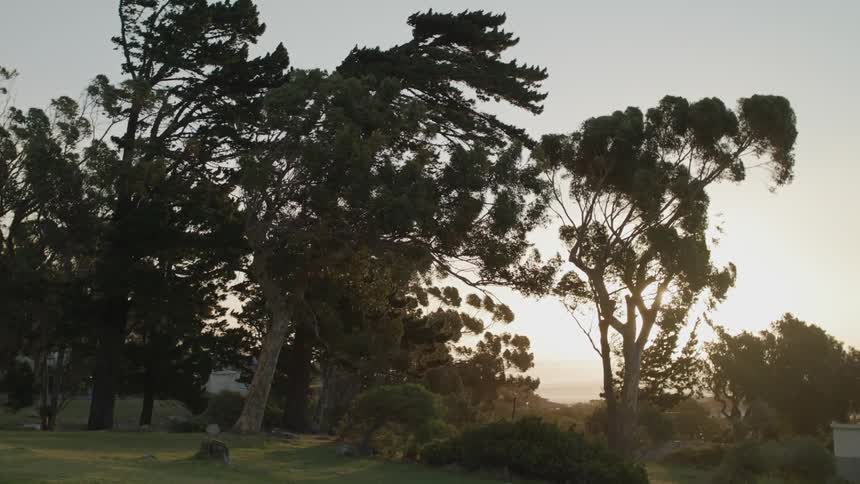 Trees sway in the wind