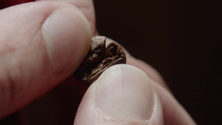 Fingers break apart a single coffee bean
