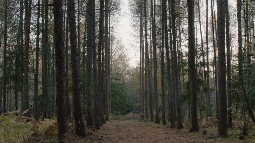 A man runs in a forest