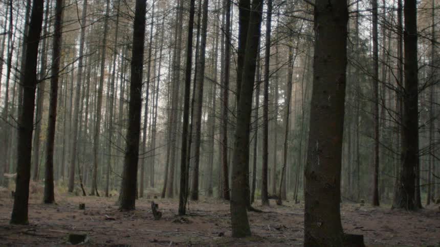 Dense tree covered forest on a cloudy day