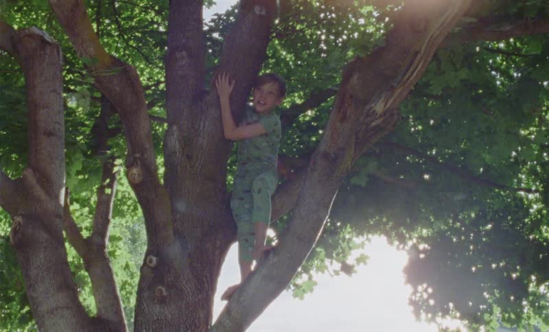 Boy climbs a neighborhood tree