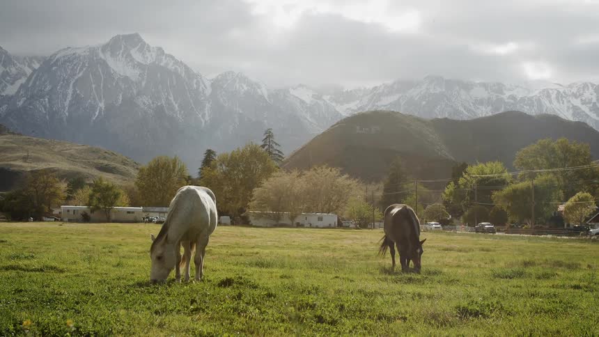 Horses graze in a grassy pasture near the mountains