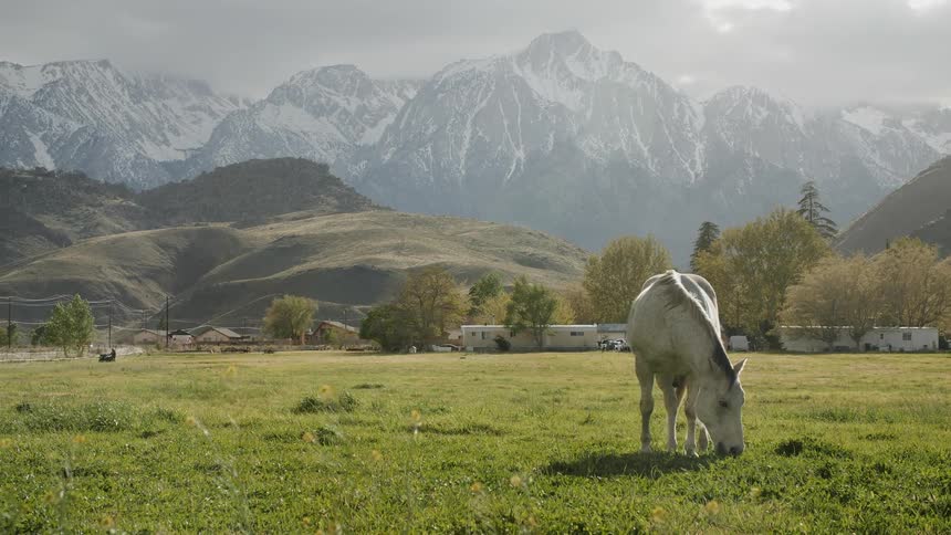 White horse grazes in a grassy pasture