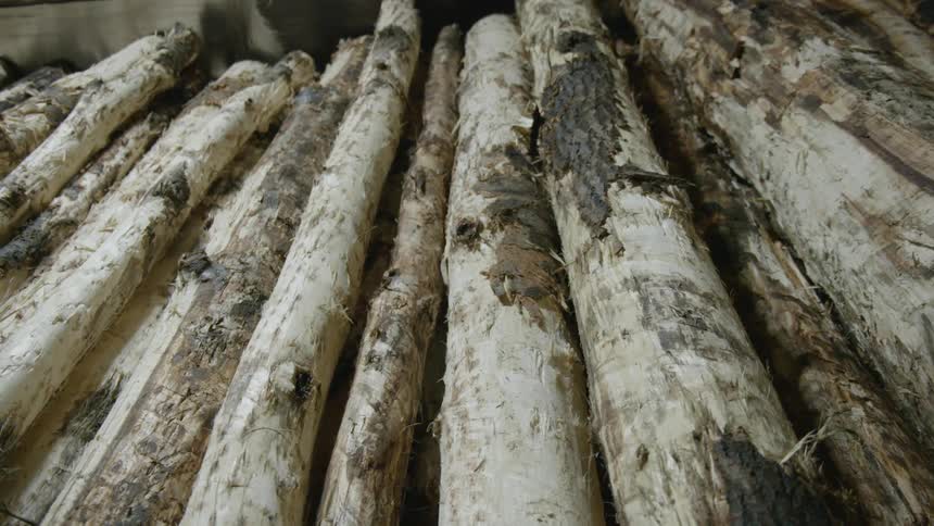 Stack of thin wood logs