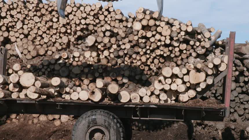 Crane lifts logs off of truck