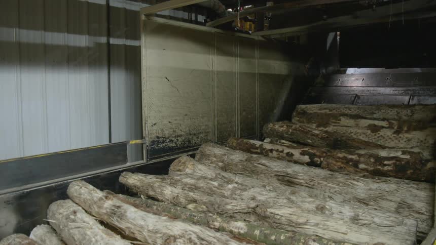 Logs roll off a conveyor belt into a pile