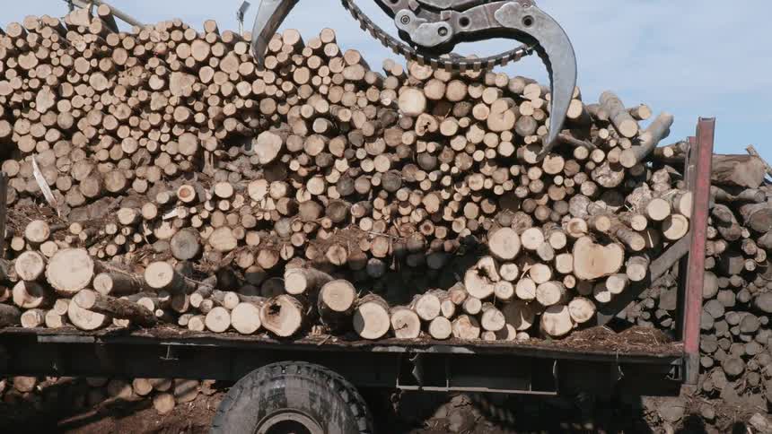 Crane lifts logs off of truck