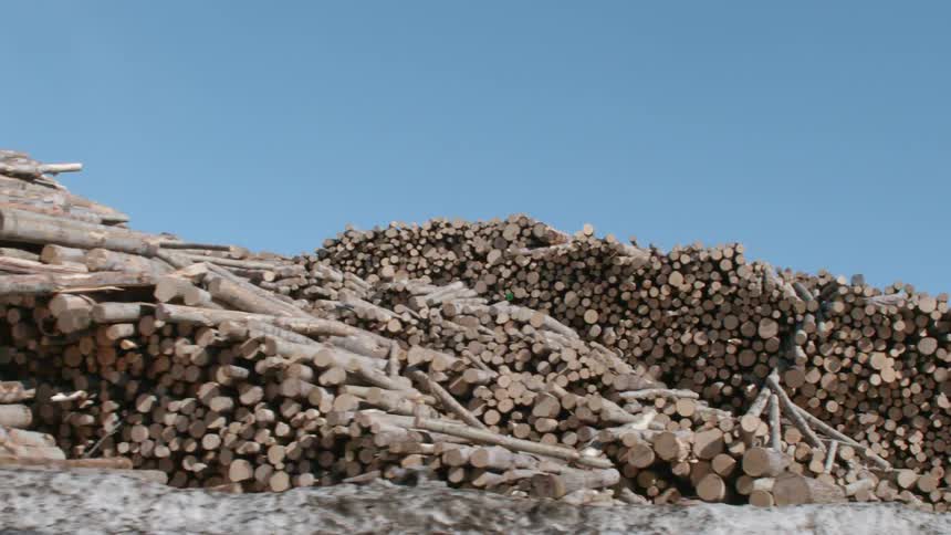 Piles of logs in lumber yard