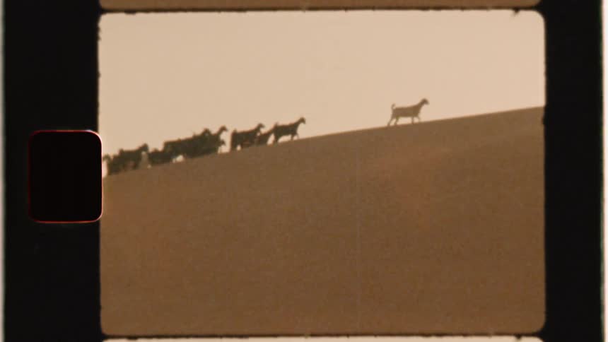 A herd of goats walk on a sand dune