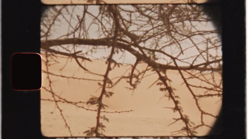 The wind gently blows tree branches