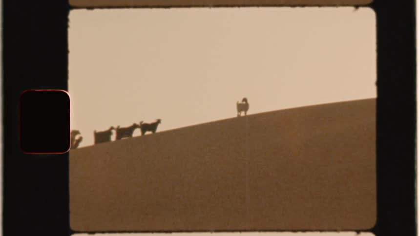 A herd of goats walks on the ridge of a sand dune