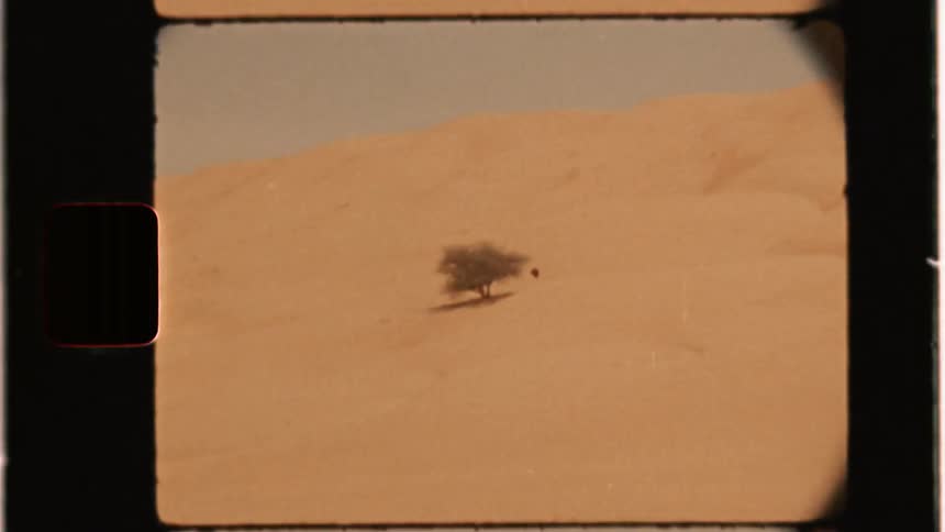 Lone tree in the middle of a sandy desert