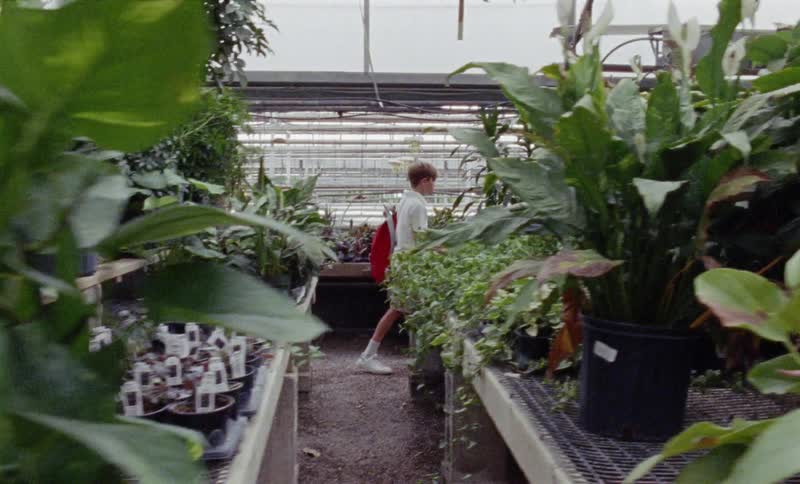 Boy walks through greenhouse