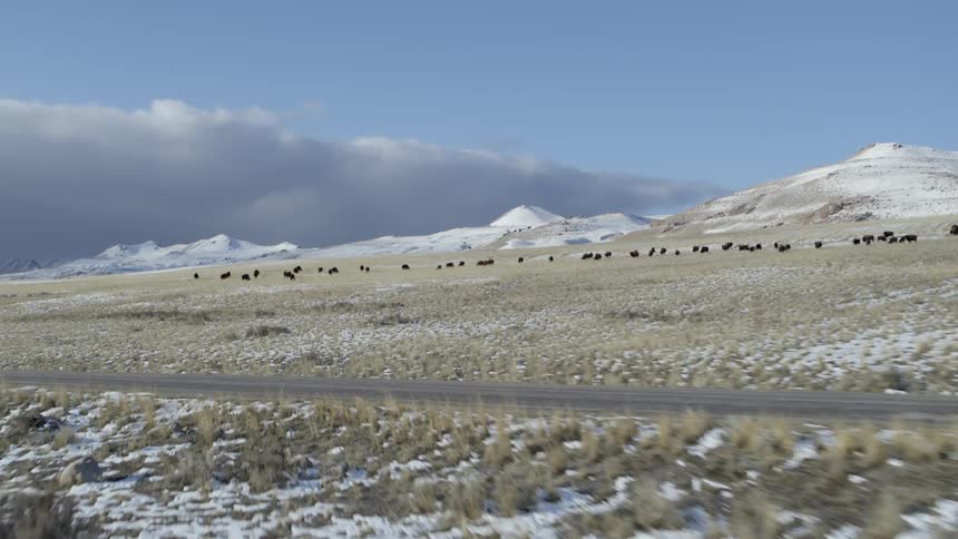 An suv travels past a herd of cattle on a rural field