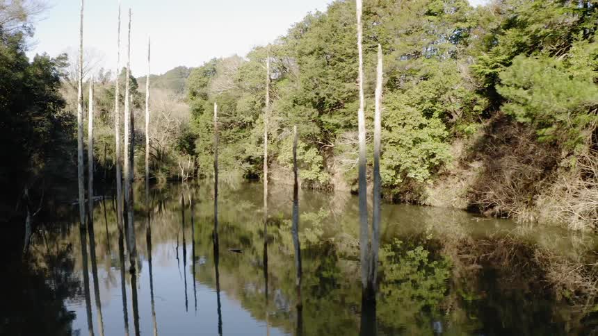 Trees line a rural river
