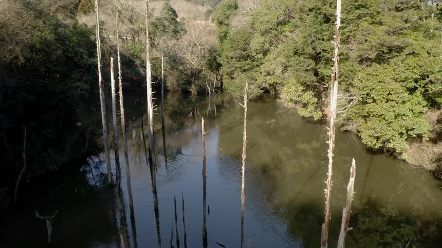 Trees line a rural river