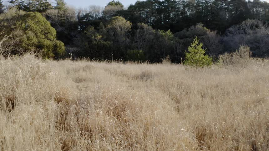 The wind blows the grass gently
