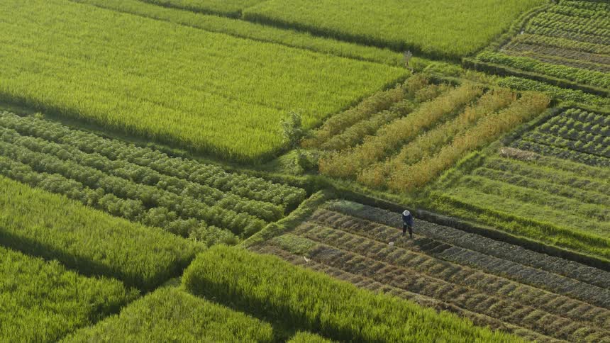 A farmer works in a field