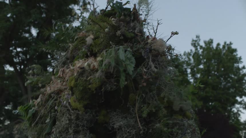 A person camouflaged in plants is walking outside beneath trees at dawn