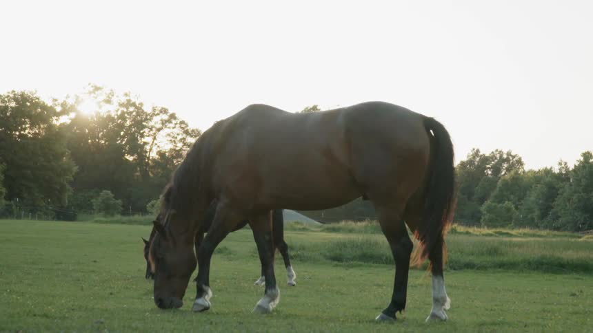 Two horses graze in a field