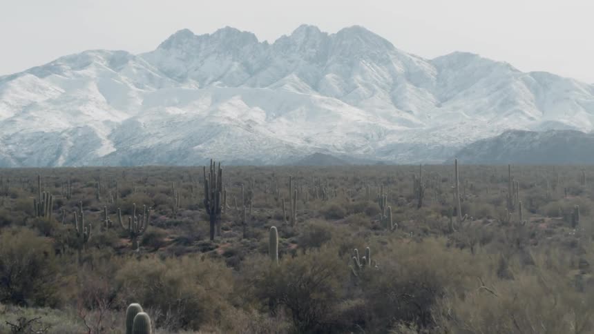 Cacti grow in a desert