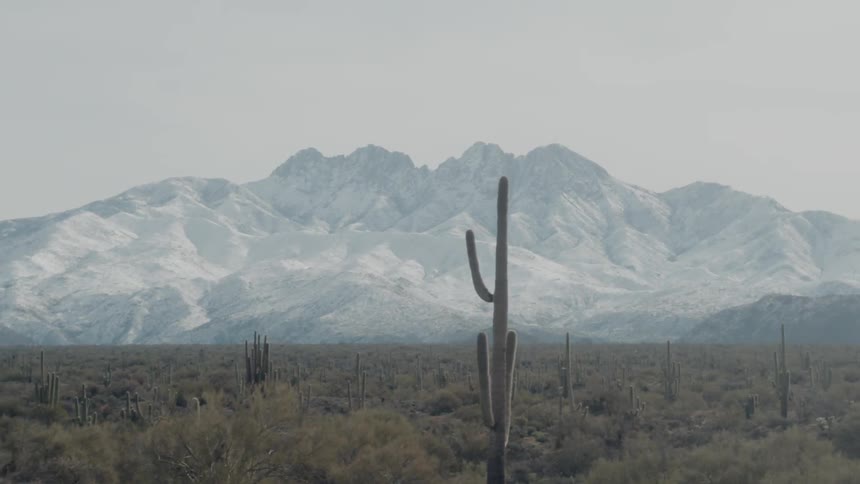 Cacti grow in a desert