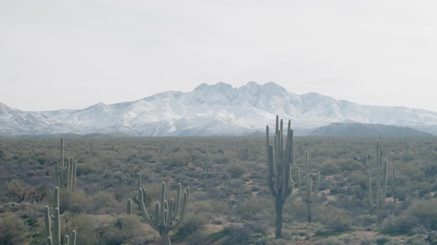 Cacti and shrubs cover the desert landscape