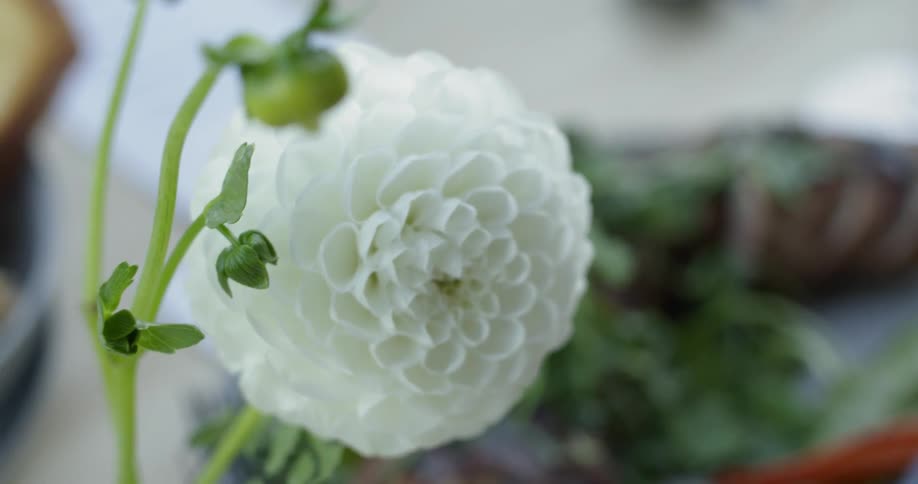 White flower and a stem blowing in the wind