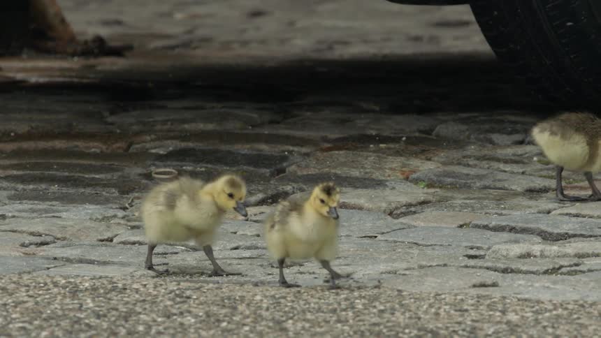 Baby birds walk across the ground near a vehicle