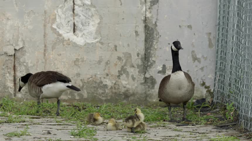 Geese preen near a concrete wall