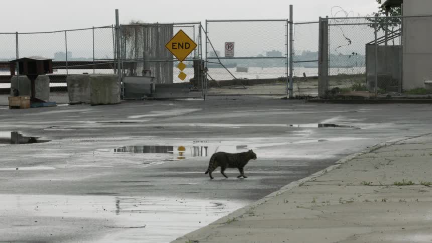 A cat crosses the street onto the sidewalk
