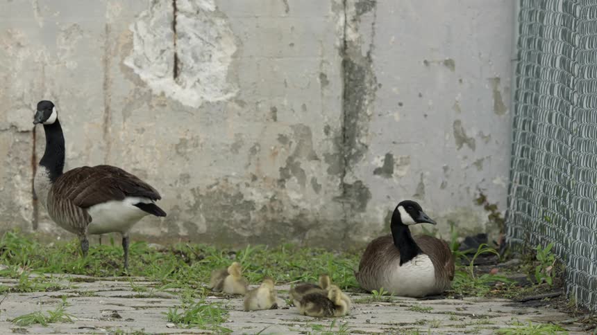 Geese and their chicks lay together