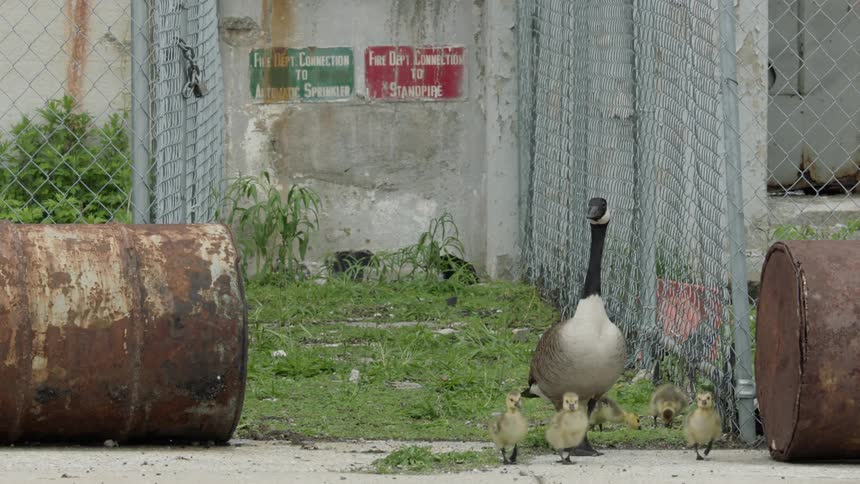 Geese walk outside near rusty barrels