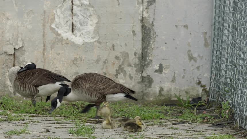 Geese stand near a concrete wall