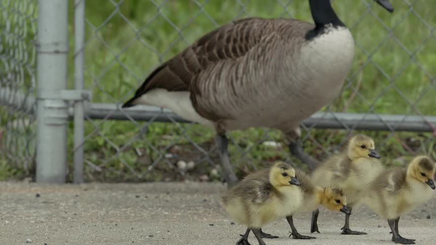 Geese walk outside near a chain link fence
